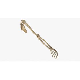 Real Human Arm Scapula and Clavicle Bones Anatomy 01 3D model